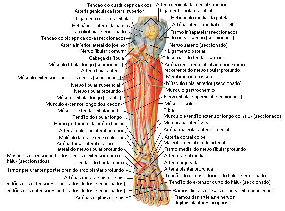 Músculos da Perna - Vista Anterior - Dissecação Profunda