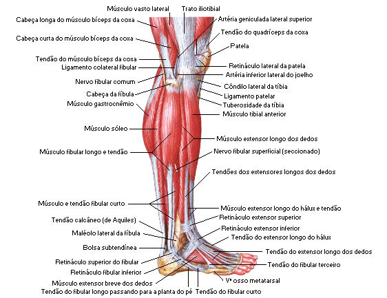 Músculo da Perna - Vista Lateral