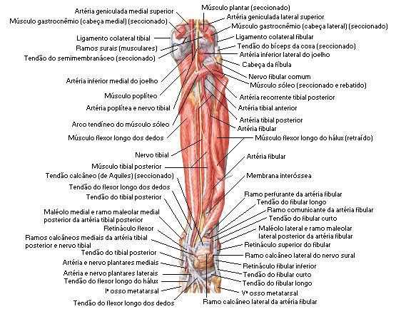 Músculo da Perna - Vista Posterior - Dissecação Profunda