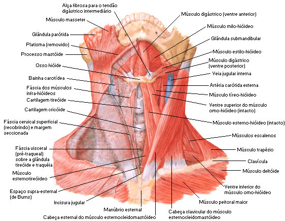 Músculo do Pescoço - Vista Anterior