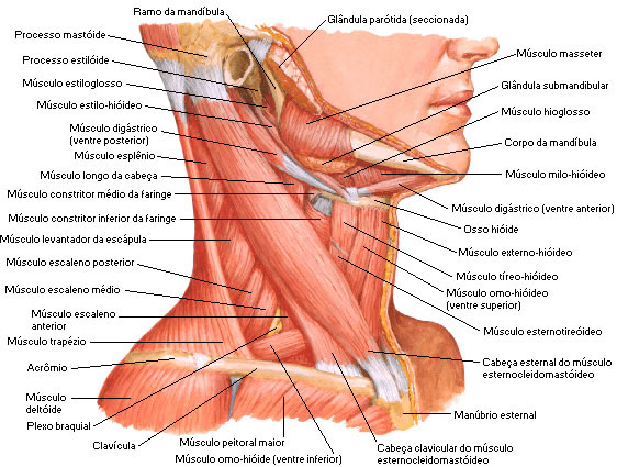 Músculo do Pescoço - Vista Lateral