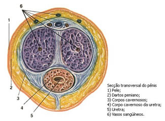 PÊNIS - CORPOS CAVERNOSOS E CORPO ESPONJOSO