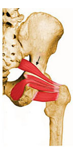 Músculo Piriforme
