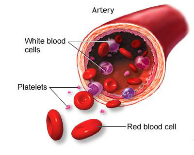 cambiar repetición Innecesario Sangre | Sistemas | Aula de Anatomia