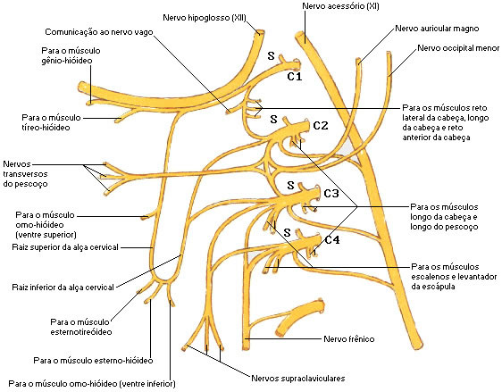 PLEXO CERVICAL - ESQUEMA