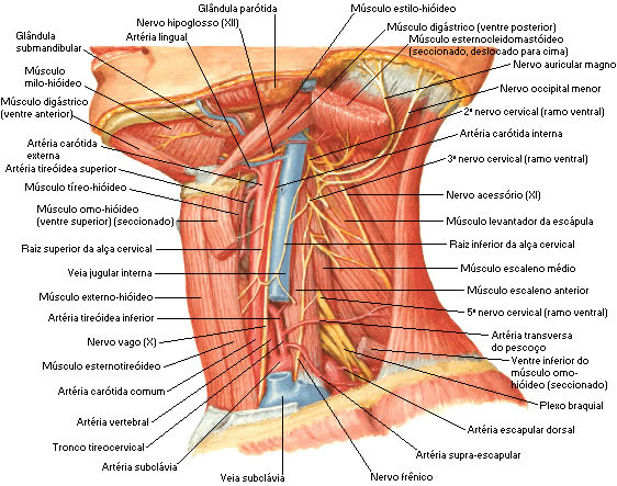 PLEXO CERVICAL