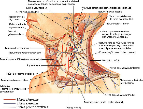 PLEXO CERVICAL