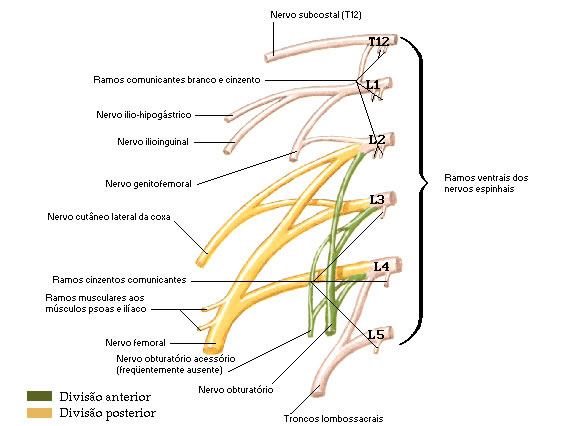 PLEXO LOMBAR - Esquema