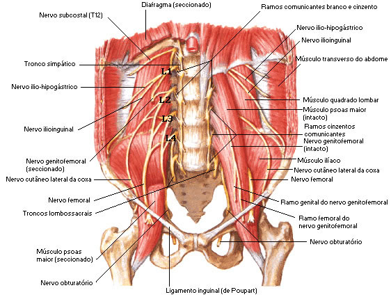 PLEXO LOMBAR