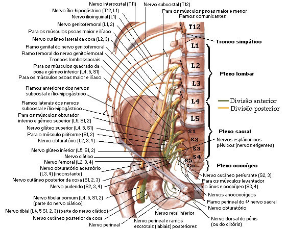 PLEXO LOMBOSACRAL