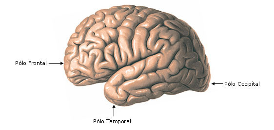 Hemisfério Cerebral - Pólos