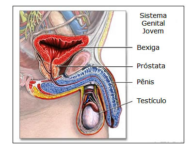 Próstata de Jovem