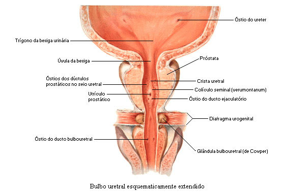 VISTA ANTERIOR DA PRÓSTATA SECCIONADA