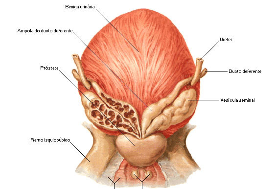 VISTA ANTERIOR DA VESÍCULA SEMINAL