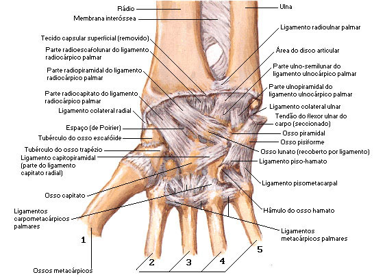 Vista Palmar das Estruturas Articulares do Punho