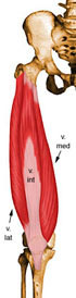 Músculo Quadríceps Femoral - Vastos