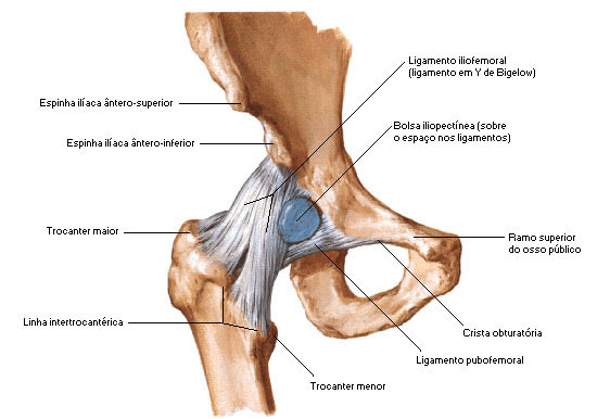 Vista Anterior das Estruturas Articulares do Quadril