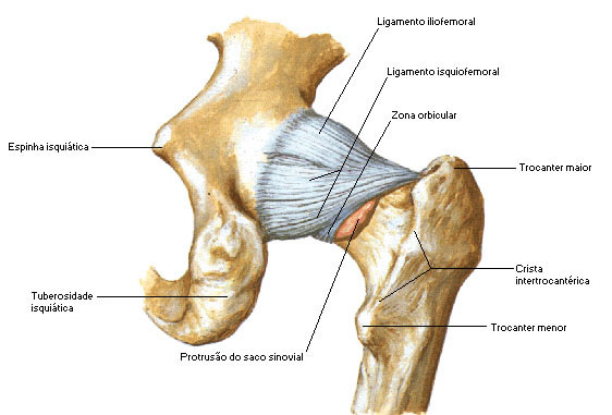 Vista Posterior das Estruturas Articulares do Quadril