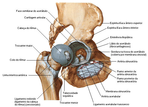 Estruturas Articulares do Quadril