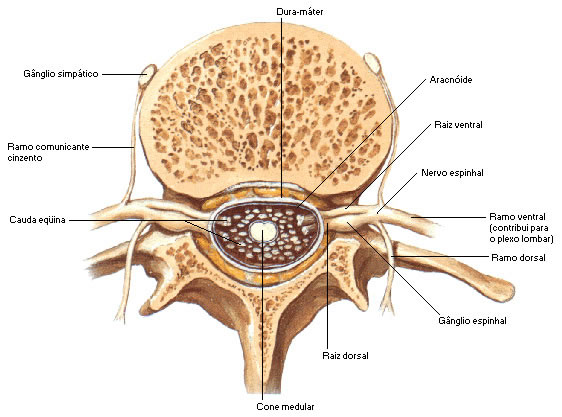 RAMO DORSAL DE UM NERVO ESPINHAL LOMBAR