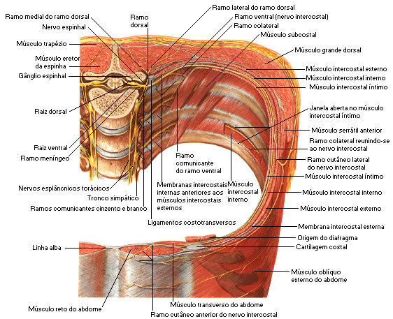 RAMOS DORSAIS DOS NERVOS ESPINHAIS TORÁCICOS