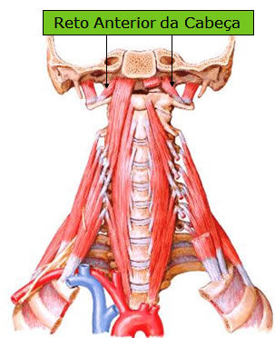 Músculo Reto Anterior da Cabeça