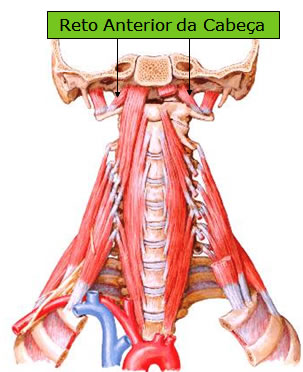 Rectus Head Muscle