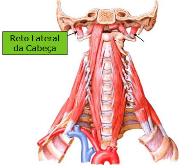 Músculo Reto Lateral da Cabeça