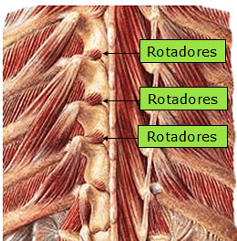 Músculos Rotadores