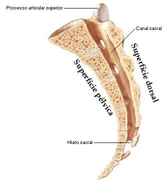 Sacro - Vista Lateral