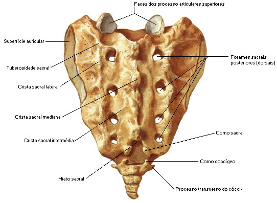 Sacro - Vista Posterior