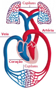  CIRCULAÇÃO SANGUÍNEA.