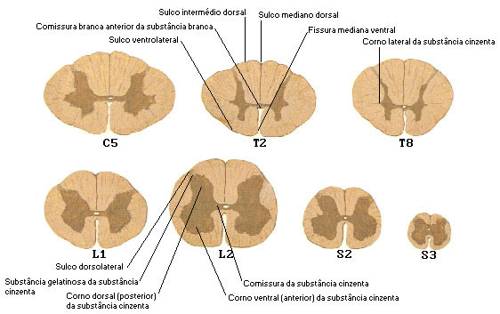 Secções da Medula Espinhal