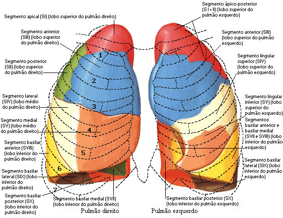 SEGMENTOS PULMONARES - VISTA ANTERIOR