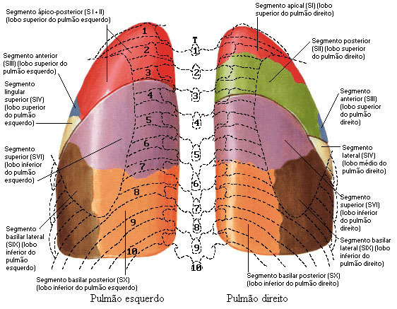 SEGMENTOS PULMONARES - VISTA POSTERIOR