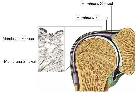 Membrana Sinovial