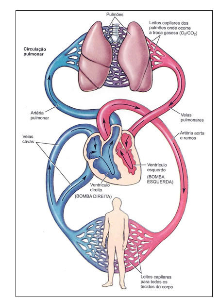 Circulação Sistêmica e Pulmonar