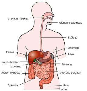 mostrador desconectado Íncubo Sistema digestivo | Sistemas | Aula de Anatomia