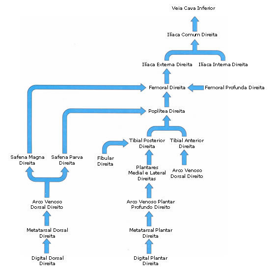 Esquema dos Ramos da Veia Cava Inferior