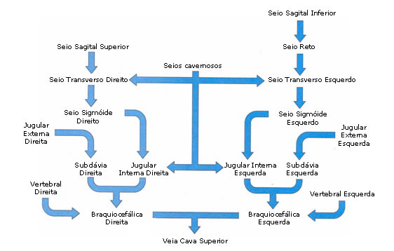  VEIAS DA CABEÇA E PESCOÇO