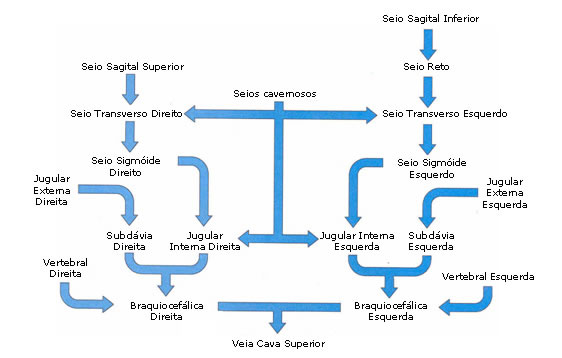  VEIAS DA CABEÇA E PESCOÇO