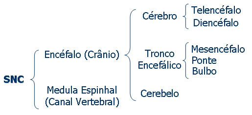Divisão do Sistema Nervoso Central
