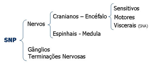 Divisão do Sistema Nervoso Periférico