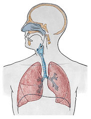 Sistema Respiratório 