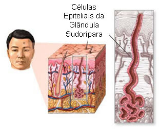 Glândulas Sudoríparas