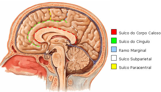 Sulcos da Vista Medial do Cérebro 