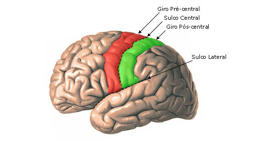 Hemisfério Cerebral - Vista Lateral - Sulco Central e Lateral