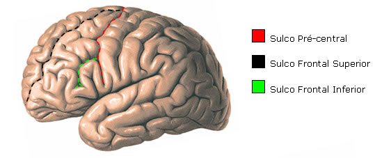 Telenc falo Sistemas Aula De Anatomia
