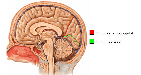 Sulcos do Lobo Occipital da Vista Medial do Cérebro 