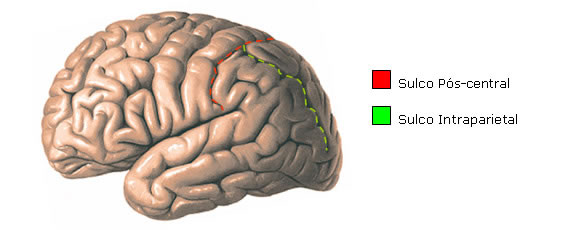 Sulcos do Lobo Parietal